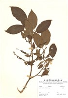 藏品(南燭)的圖片